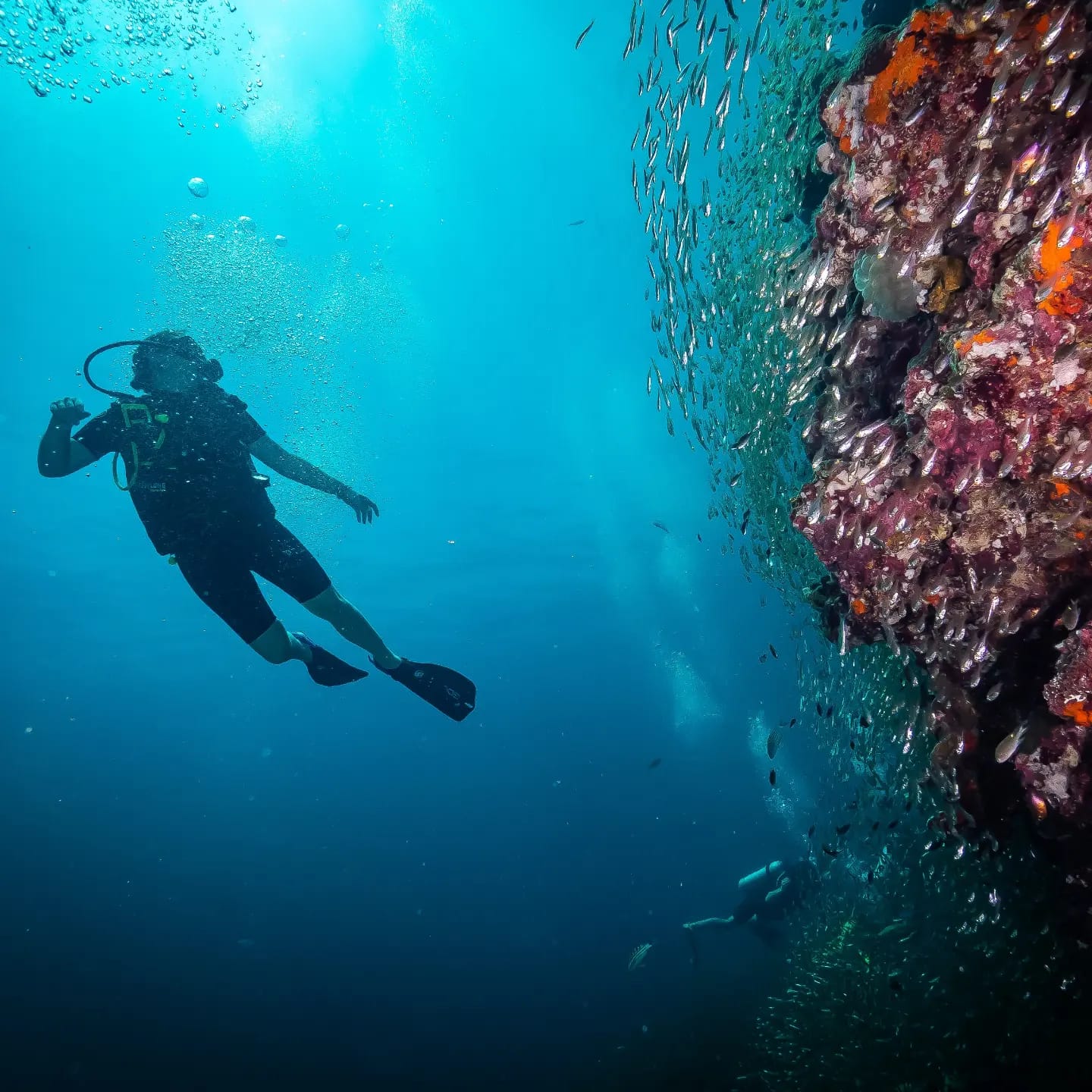 diving in the red sea Bucear en el Mar Rojo. Bucear en Egipto. Vida a bordo en el Mar Rojo.