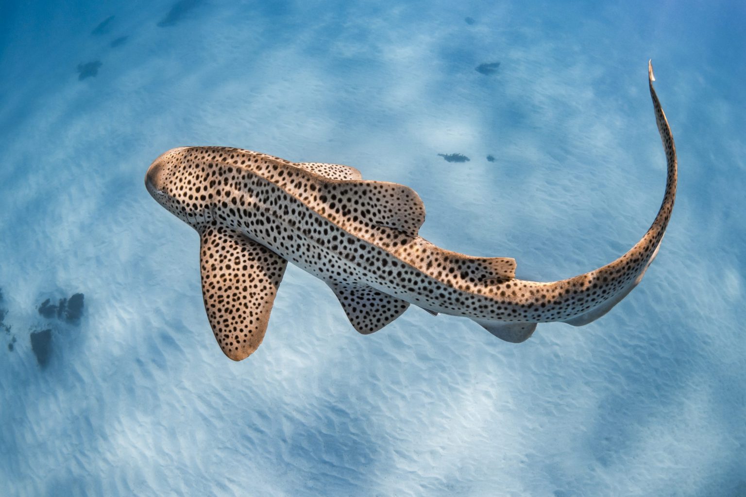 Top 10 Rare Sharks You Didn't Know Existed - Luxdivers