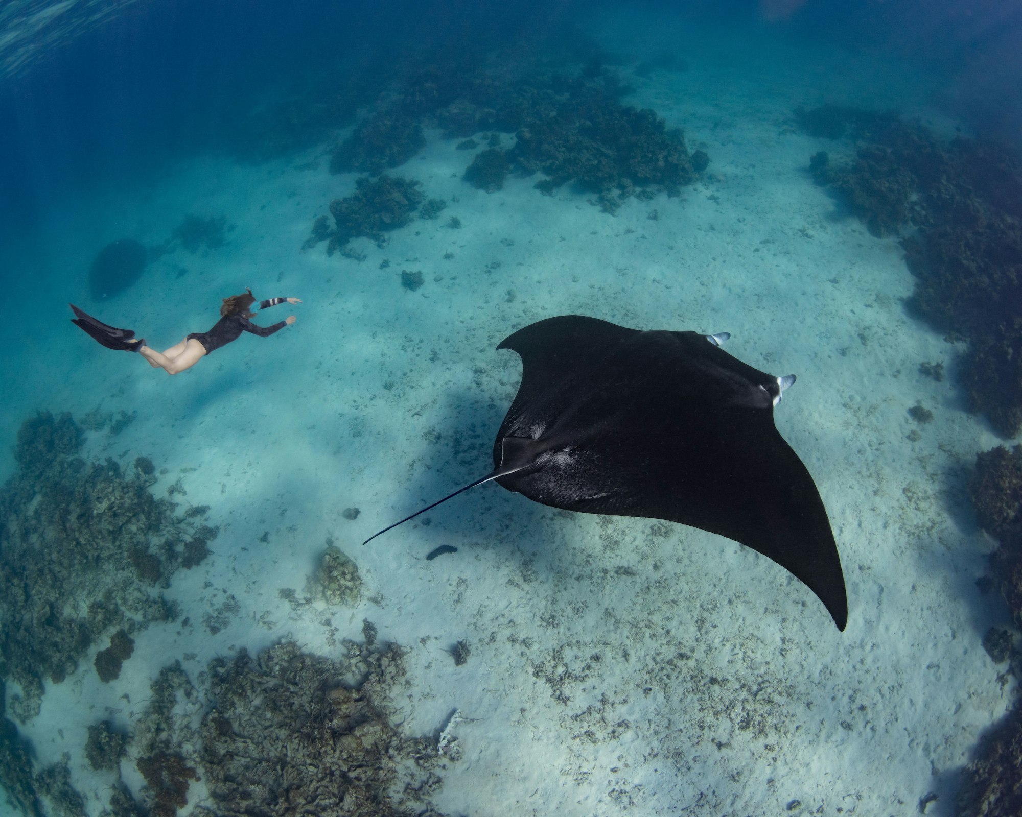 bucear en cancun Female diver swimming with an oceanic manta ray (Mobula birostris) diving in cancun
