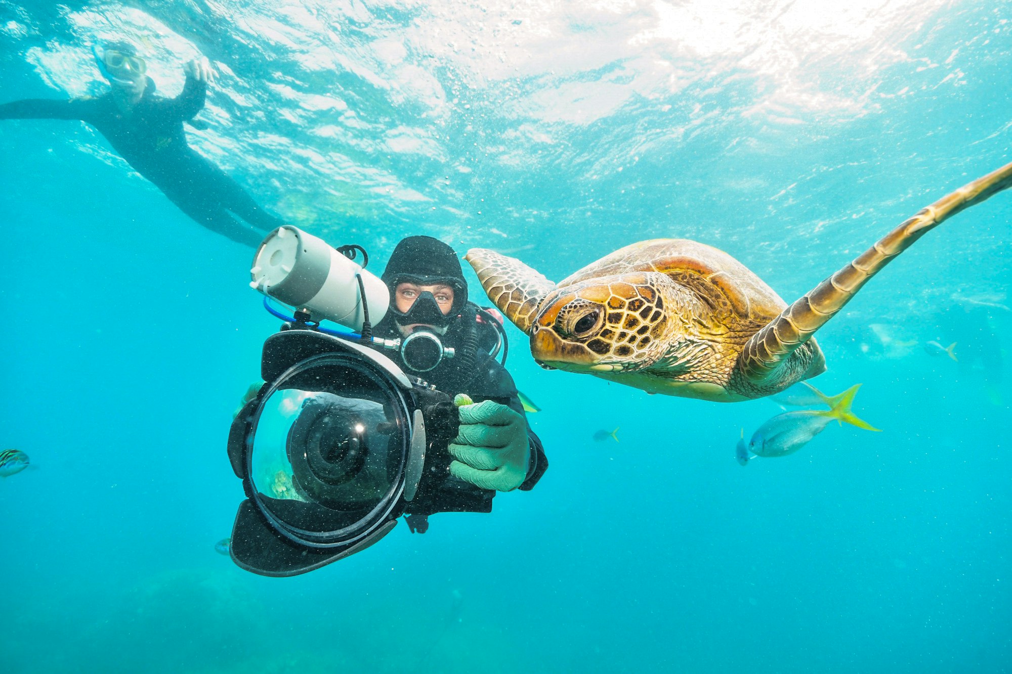 curso de fotografia submarina curso de fotosub
