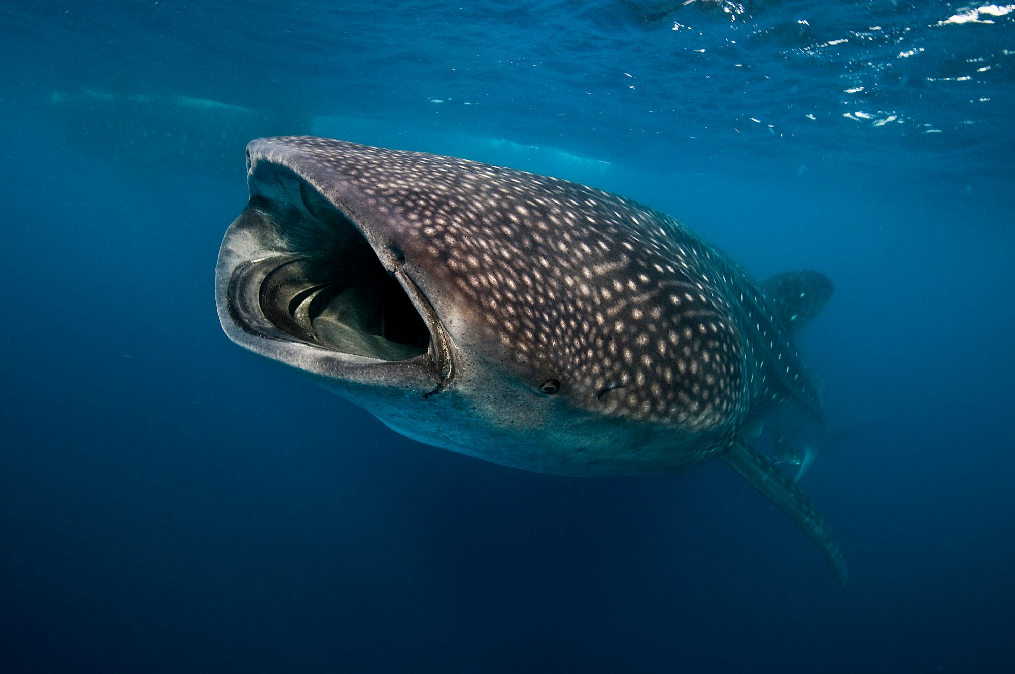 Bucear en islas phi phi. Ver el tiburon ballena. Mejores destinos de buceo en Tailandia