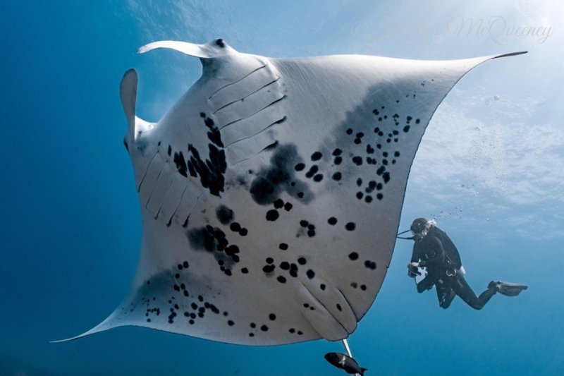 scuba diving with mantas in koh lanta best diving with mantas in thailand diving with manta rays in thailand best place to dive in thailand Bucear en Koh lanta Scuba diving in koh lanta Bucear en español en koh lanta bucear con mantarayas en tailandia