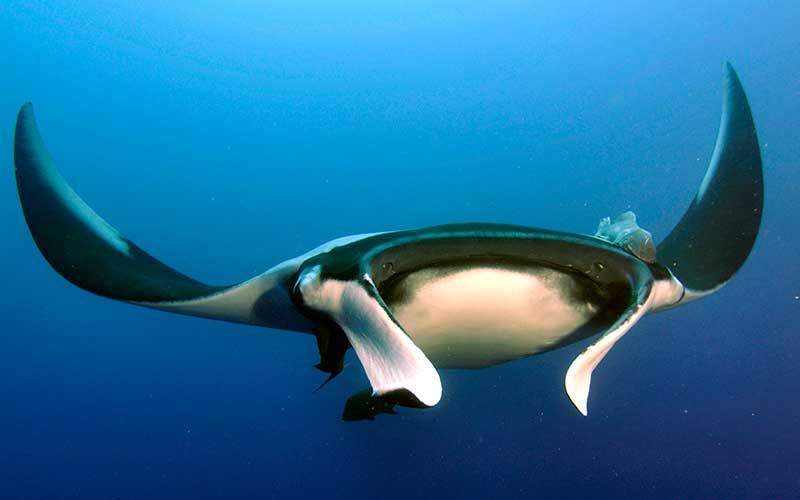 bucear con mantarrayas en tailandia scuba diving with mantas in koh lanta
